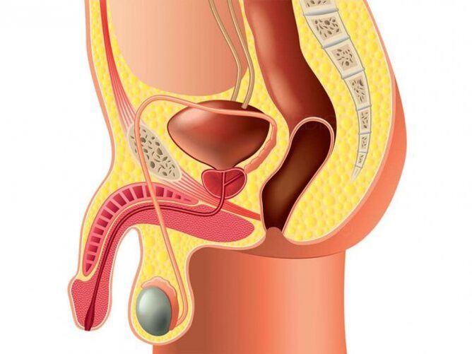 genital structure